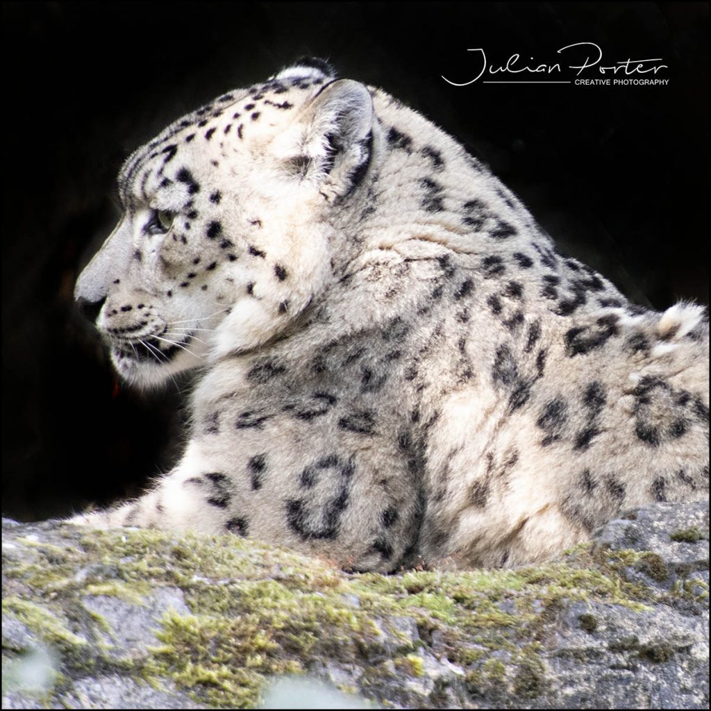 Photography courses Southampton at Marwell Zoo