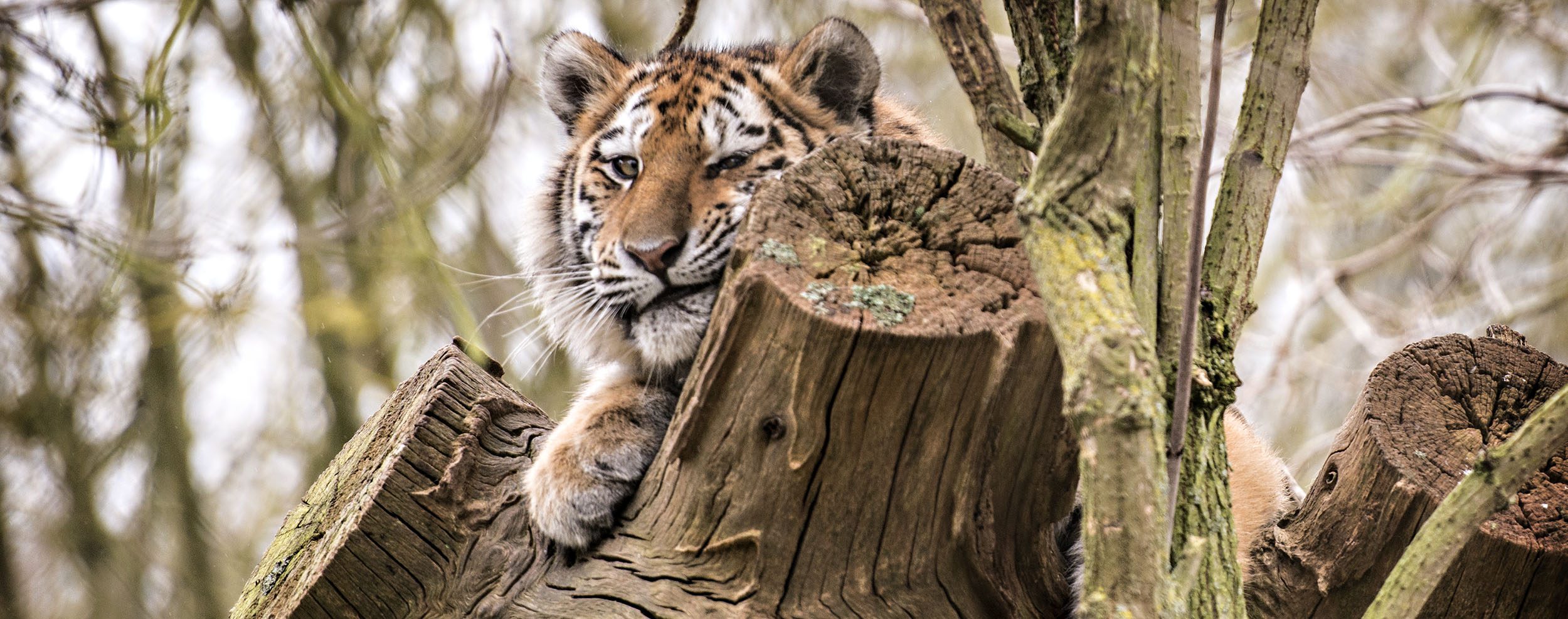 Tiger in a tree