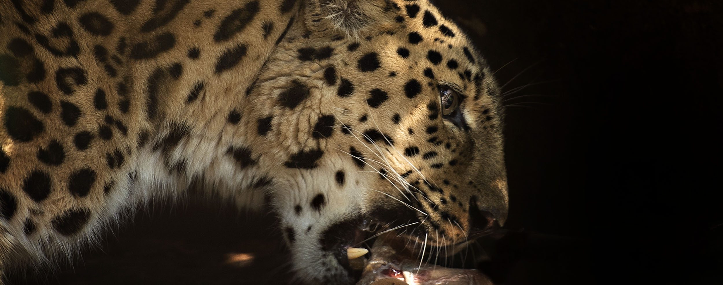 leopard eating